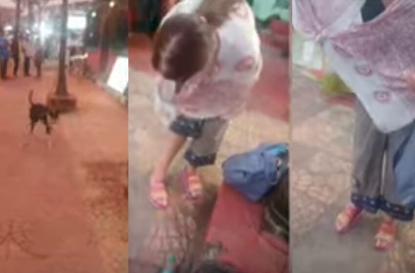  ‘കേരളത്തിൽ സുരക്ഷിതയല്ല; നാട്ടിലേക്ക് തിരിച്ചുപോകുന്നു’, കോവളത്ത് തെരുവുനായയുടെ കടിയേറ്റ് റഷ്യൻ യുവതി