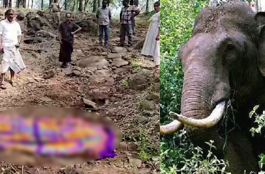  നിലമ്പൂരില്‍ വീണ്ടും കാട്ടാന ആക്രമണം; ജാര്‍ഖണ്ഡ് സ്വദേശിക്ക് ദാരുണാന്ത്യം