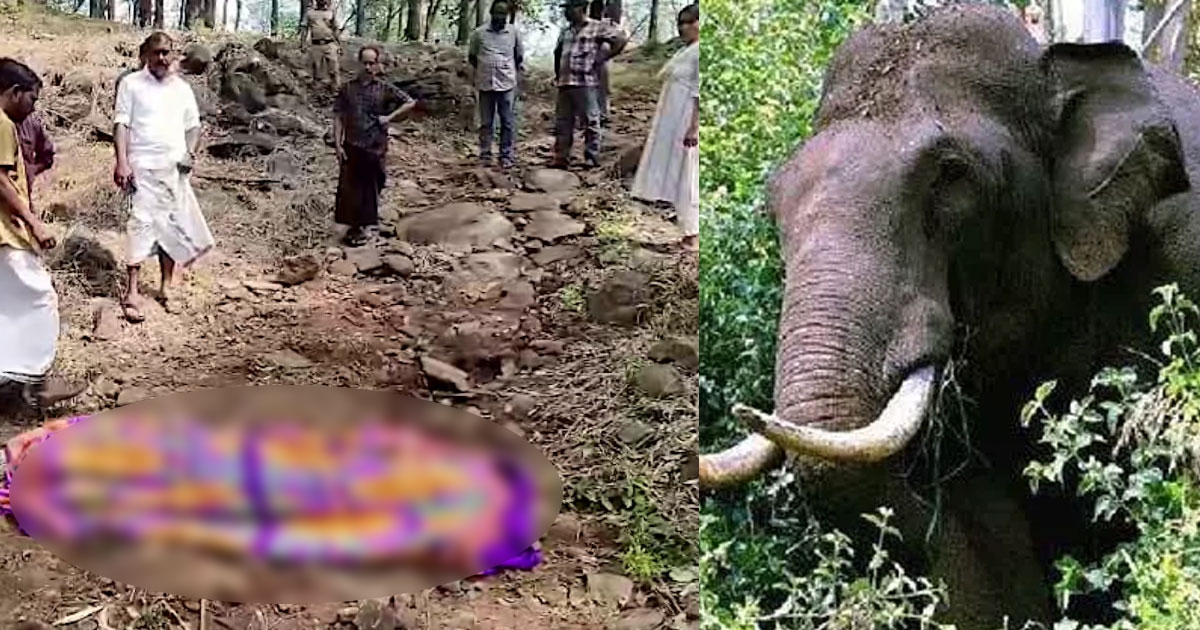  നിലമ്പൂരില്‍ വീണ്ടും കാട്ടാന ആക്രമണം; ജാര്‍ഖണ്ഡ് സ്വദേശിക്ക് ദാരുണാന്ത്യം