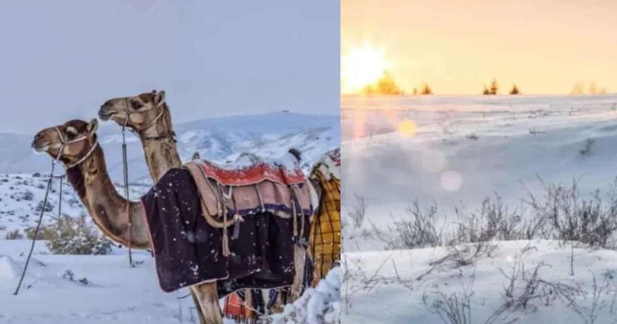  മഞ്ഞുപുതച്ച് സൗദി മരുഭൂമി; വടക്കൻ ഭാഗങ്ങളിൽ നിന്ന് അപൂർവ ദൃശ്യങ്ങൾ
