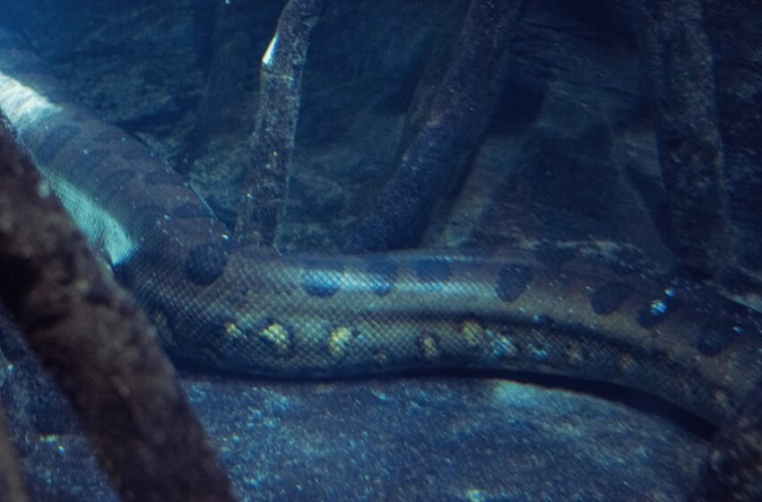  തിമിംഗലങ്ങൾക്കും മുൻപേ കടൽ ഭരിച്ചവൻ; 56 ദശലക്ഷം വർഷം പഴക്കമുള്ള ’ഭീകരൻ്റെ’ ഫോസിൽ കണ്ടെത്തി ശാസ്ത്രലോകം