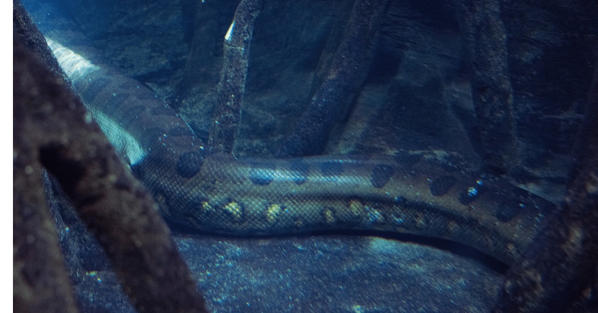 തിമിംഗലങ്ങൾക്കും മുൻപേ കടൽ ഭരിച്ചവൻ; 56 ദശലക്ഷം വർഷം പഴക്കമുള്ള ’ഭീകരൻ്റെ’ ഫോസിൽ കണ്ടെത്തി ശാസ്ത്രലോകം Before Whales Ruled: 56-Million-Year-Old Giant Sea Snake Fossil Found