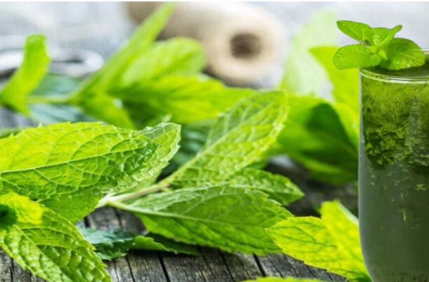  ഗ്യാസും വയറുവേദനയും അലട്ടുന്നുണ്ടോ? പുതിന നൽകും  ആശ്വാസം; അറിയാം 10 ഗുണങ്ങൾ