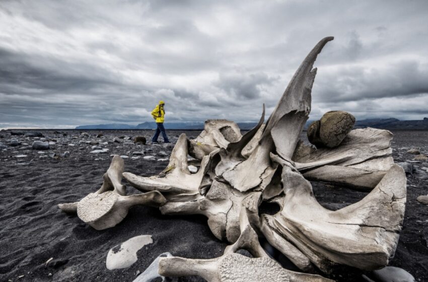  മാമോത്ത് എന്ന് കരുതി 70 വർഷം സൂക്ഷിച്ചു; ഒടുവിൽ ആ സത്യം തിരിച്ചറിഞ്ഞ് ശാസ്ത്രലോകം