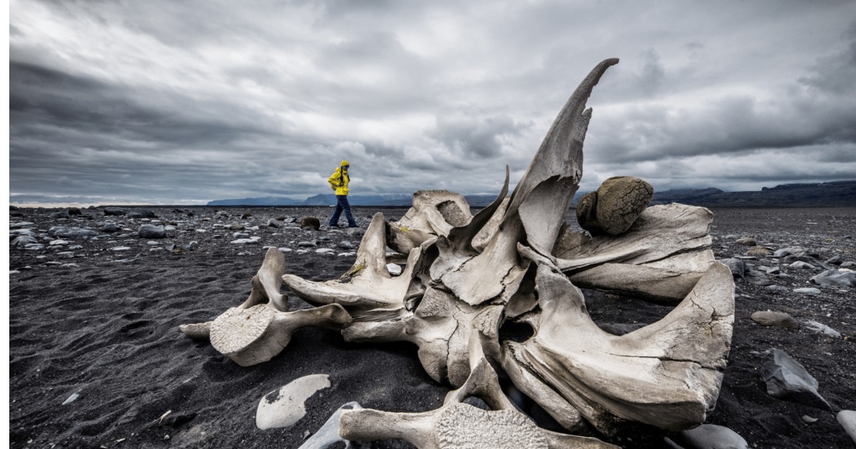 മാമോത്ത് എന്ന് കരുതി 70 വർഷം സൂക്ഷിച്ചു; ഒടുവിൽ ആ സത്യം തിരിച്ചറിഞ്ഞ് ശാസ്ത്രലോകംThe Mammoth Myth: 70-Year-Old Fossil Finally Corrected