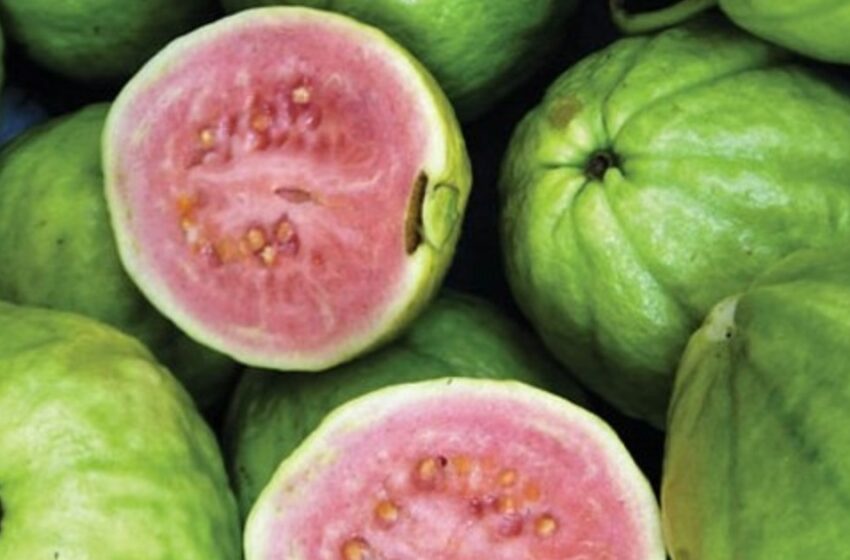  പേരയ്ക്ക പ്രിയരാണോ? ഈ 4 കൂട്ടര്‍ ശ്രദ്ധിച്ചില്ലെങ്കില്‍ ‘പണികിട്ടും’