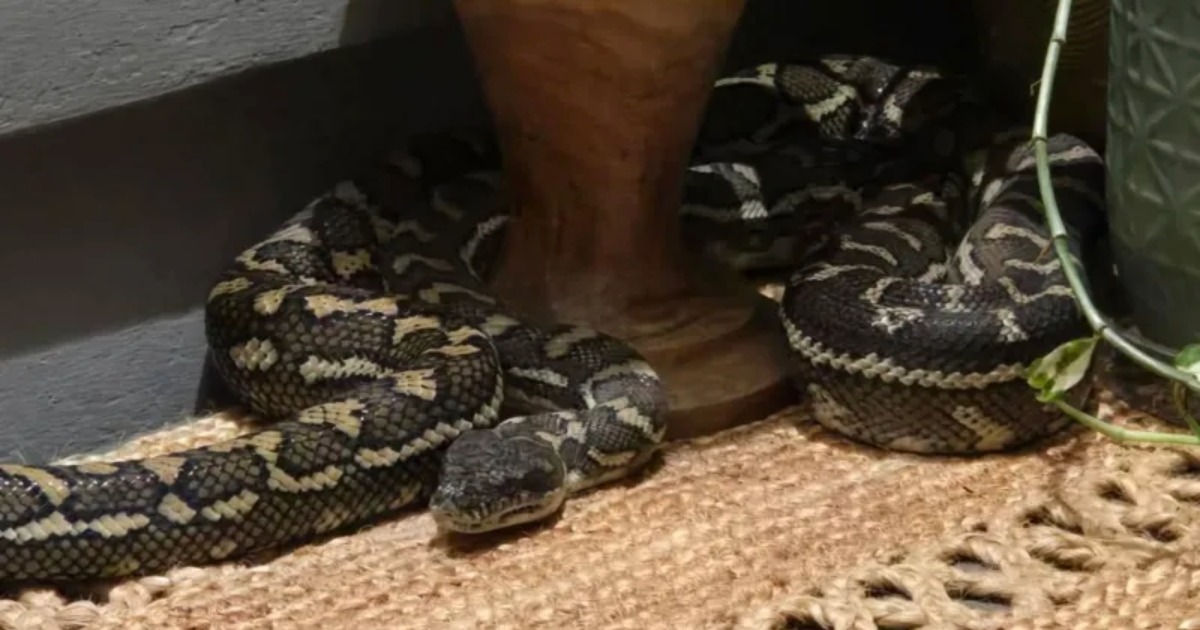 ഉറങ്ങിക്കിടന്ന യുവതിയുടെ മേൽ ചുരുണ്ടുകൂടി പെരുമ്പാമ്പ്; മനോധൈര്യത്തിന് കൈയടിച്ച് ലോകംAustralian woman wakes to find massive python on her chest