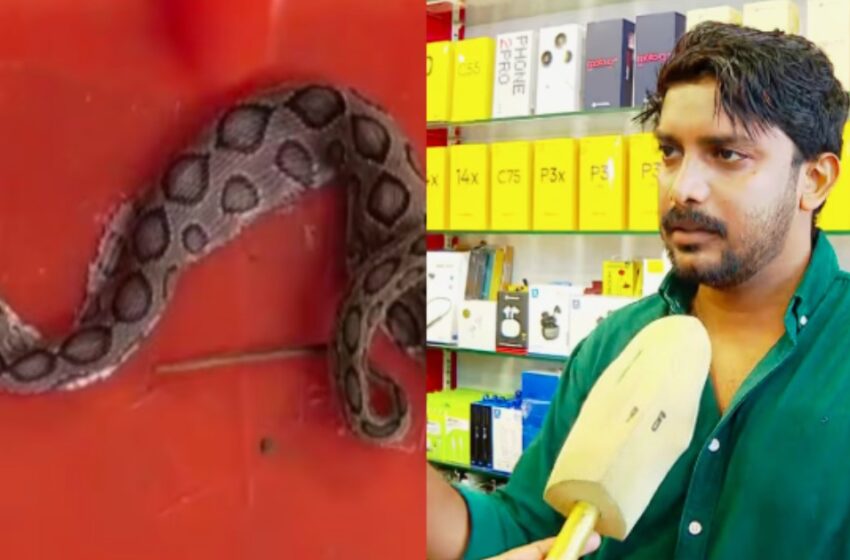  മൊബൈൽ സ്‌ക്രീൻ ഗാർഡിൽ ‘ലോക്കായി’ അണലി കുഞ്ഞ്; ഞെട്ടൽ മാറാതെ മൊബൈൽ ഷോപ്പ് ഉടമ