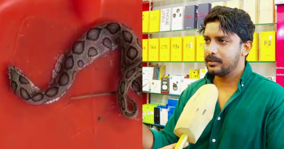 മൊബൈൽ സ്‌ക്രീൻ ഗാർഡിൽ 'ലോക്കായി' അണലി കുഞ്ഞ്; ഞെട്ടൽ മാറാതെ മൊബൈൽ ഷോപ്പ് ഉടമ