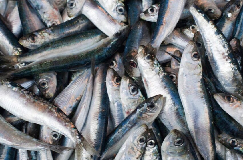  ഭക്ഷ്യവിഷബാധയിൽ വില്ലനായി ബോട്ടിലിസം; അയല, മത്തി, ഞണ്ട്, കൊഞ്ച് തുടങ്ങിയവയും അലർജി ഉണ്ടാക്കിയേക്കാം