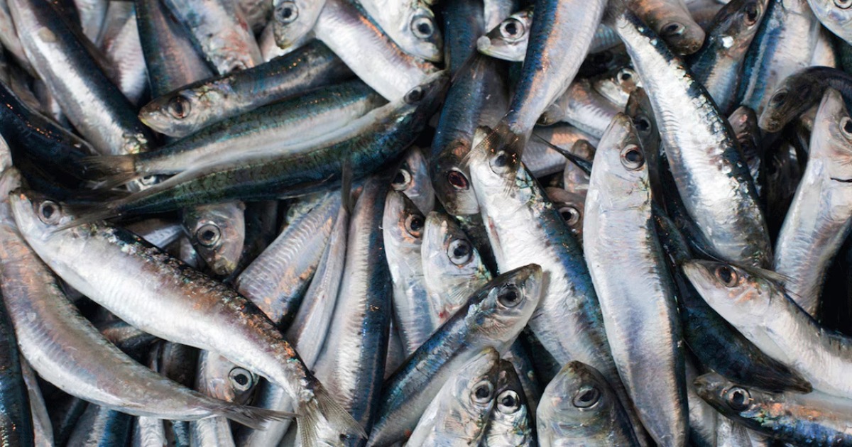 ഭക്ഷ്യവിഷബാധയിൽ വില്ലനായി ബോട്ടിലിസം; അയല, മത്തി, ഞണ്ട്, കൊഞ്ച് തുടങ്ങിയവയും അലർജി ഉണ്ടാക്കിയേക്കാം