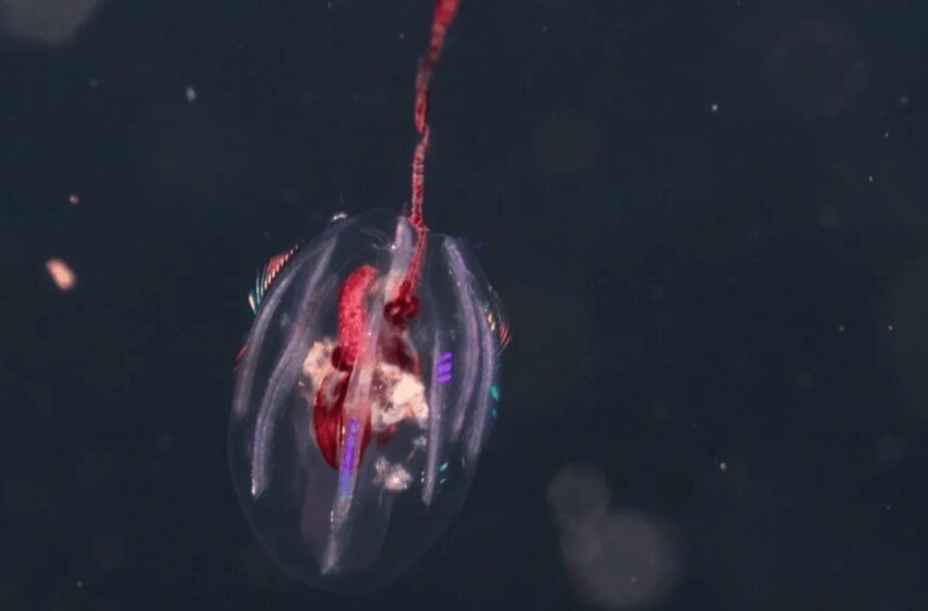  ദിനോസറുകൾക്കും മുൻപേ ഭൂമിയിലെത്തിയവർ; കടലിൽ കണ്ടെത്തിയത് അന്യഗ്രഹജീവികളോ?