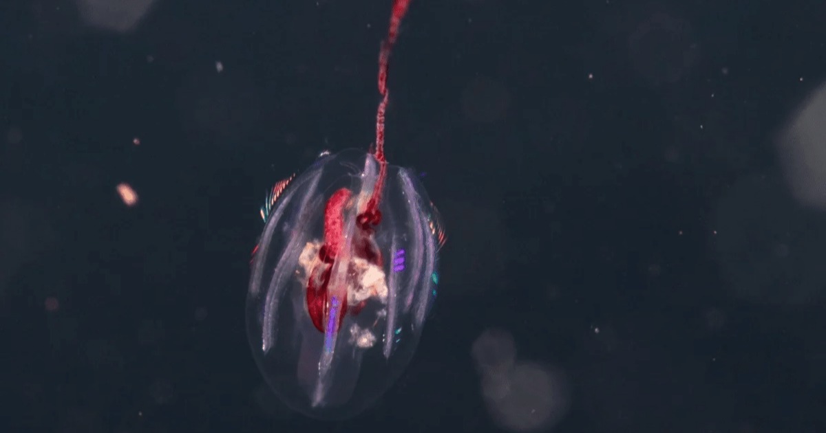  ദിനോസറുകൾക്കും മുൻപേ ഭൂമിയിലെത്തിയവർ; കടലിൽ കണ്ടെത്തിയത് അന്യഗ്രഹജീവികളോ?