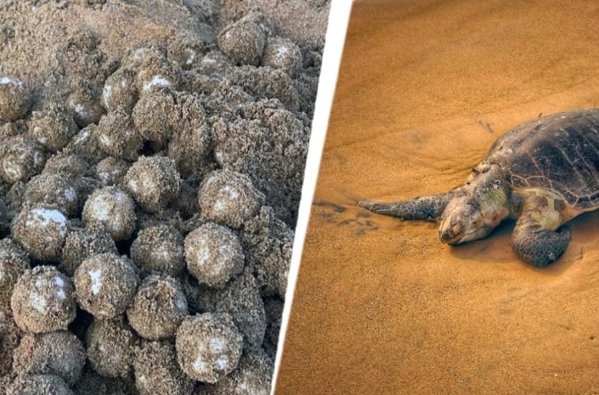  ആലപ്പുഴ തീരത്ത് മുട്ടയിടാൻ കടലാമകൾ എത്തി; 135 മുട്ടകൾ കടലാമ സംരക്ഷണ പ്രവർത്തകർ ഹാച്ചറിയിലേക്ക് മാറ്റി