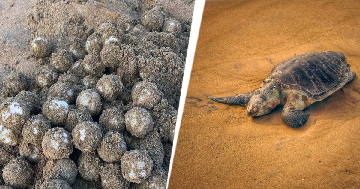 ആലപ്പുഴ തീരത്ത് മുട്ടയിടാൻ കടലാമകൾ എത്തി; 135 മുട്ടകൾ കടലാമ സംരക്ഷണ പ്രവർത്തകർ ഹാച്ചറിയിലേക്ക് മാറ്റിSea turtles arrive at Alappuzha coast to lay eggs