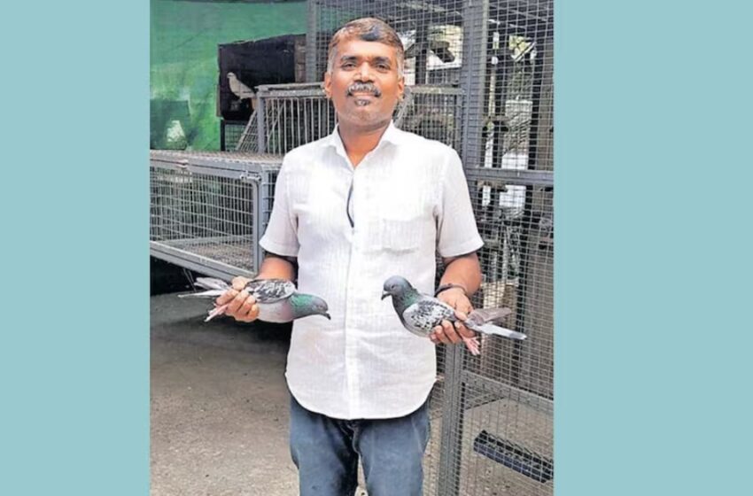  മഹാരാഷ്ട്രയിൽ നിന്ന് തിരൂരിലേക്ക് 28 മണിക്കൂർ; 1000 കിലോമീറ്റർ പറന്ന് വിസ്മയമായി ഷാനവാസിന്റെ പ്രാവുകൾ