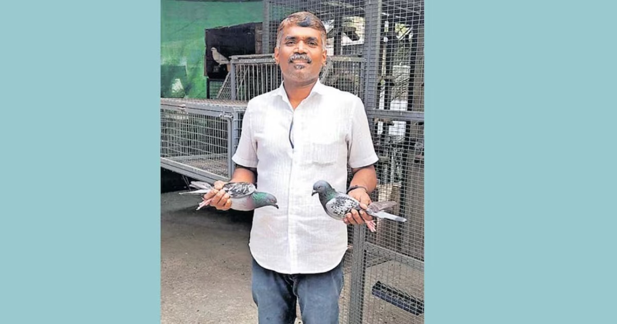 മഹാരാഷ്ട്രയിൽ നിന്ന് തിരൂരിലേക്ക് 28 മണിക്കൂർ; 1000 കിലോമീറ്റർ പറന്ന് വിസ്മയമായി ഷാനവാസിന്റെ പ്രാവുകൾ