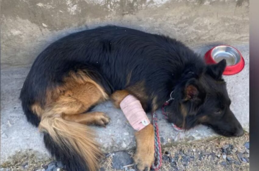  കാലിൽ വെടിയേറ്റിട്ടും തളർന്നില്ല; കിഷ്ത്വാറിൽ ഭീകരരെ വധിക്കാൻ സേനയെ സഹായിച്ചത് ‘ടൈസൺ’