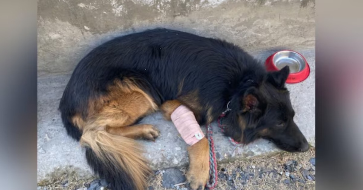 കാലിൽ വെടിയേറ്റിട്ടും തളർന്നില്ല; കിഷ്ത്വാറിൽ ഭീകരരെ വധിക്കാൻ സേനയെ സഹായിച്ചത് 'ടൈസൺ'