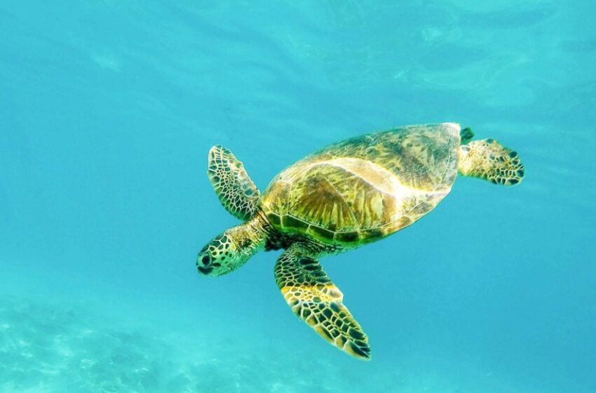  കടലാമകൾ നിസാരക്കാരല്ല; ദിനോസറുകളെയും അതിജീവിച്ച ‘ഭീകരൻമാർ’ ആണവർ, നിങ്ങൾക്കറിയാമോ ഈ 11 ‘ആമരഹസ്യങ്ങൾ’