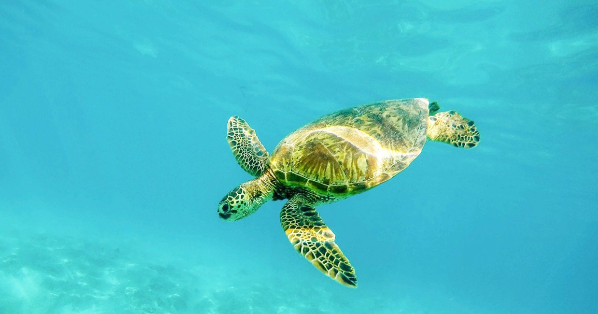 പിറന്ന മണ്ണിലേക്ക് മുട്ടയിടാൻ മടങ്ങുന്നവർ; കടലാമകളുടെ ജീവിതത്തിലെ 11 കൗതുകങ്ങൾ അറിയാം11 Facts About the Lives of Sea Turtles