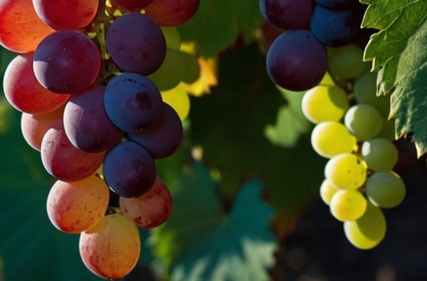  മുന്തിരിയിലെ ‘വിഷാംശം’ പേടിക്കണ്ട; കീടനാശിനികൾ നീക്കം ചെയ്യാൻ ഇതാ ചില ശാസ്ത്രീയ വഴികൾ