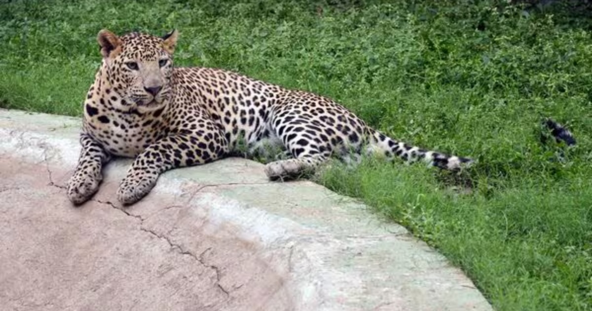 ആക്രമിച്ച പുള്ളിപ്പുലിയെ കർഷകൻ കോടാലികൊണ്ടു വെട്ടിക്കൊന്നു; കേസെടുത്ത് വനംവകുപ്പ്