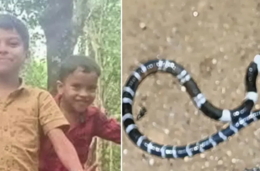  തൃശൂരിൽ പാമ്പുകടിയേറ്റ അനോഷിൻ്റെ ചികിത്സാ ചെലവ് സർക്കാർ വഹിക്കും