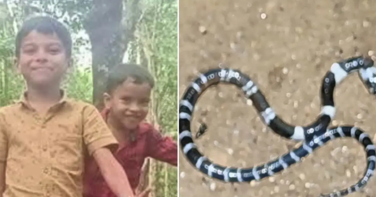 തൃശൂരിൽ പാമ്പുകടിയേറ്റ അനോഷിൻ്റെ ചികിത്സാ ചെലവ് സർക്കാർ വഹിക്കും