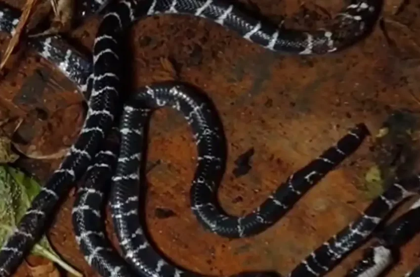  കുറ്റ്യാടിയിൽ കുട്ടികൾ ഉറങ്ങിയ കിടക്കയിൽ വിഷപ്പാമ്പ്; പിടികൂടിയത് അഞ്ച് വെള്ളിക്കെട്ടനെ