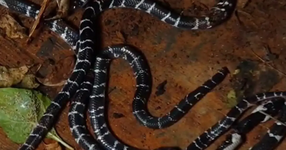 കുറ്റ്യാടിയിൽ കുട്ടികൾ ഉറങ്ങിയ കിടക്കയിൽ വിഷപ്പാമ്പ്; പിടികൂടിയത് അഞ്ച് വെള്ളിക്കെട്ടനെ