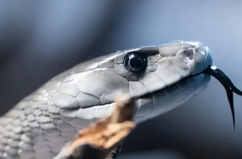  ‘ഉറക്കത്തിൽ കാലിൽ എന്തോ ചുറ്റിയത് പോലെ… പുതപ്പ് മാറ്റി നോക്കിയപ്പോ പാമ്പ്’; പൂനൂരില്‍ 22 കാരന് പാമ്പുകടിയേറ്റു