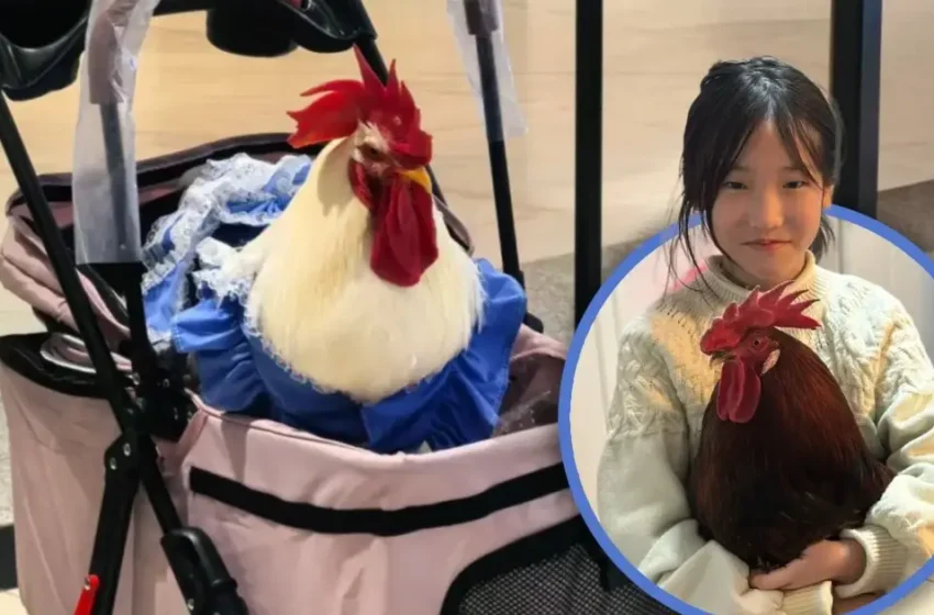  ഡയപ്പറും ഷൂസും അണിഞ്ഞ്,ബേബി സ്‌ട്രോളറിൽ സ്റ്റൈലായി കോഴികൾ; ചൈനക്കാർ ഇപ്പോൾ കോഴിക്ക് പിന്നാലെ! കാരണം ഇതാണ്‌