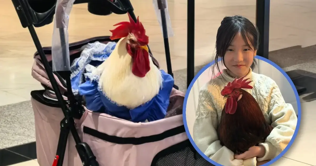 ഡയപ്പറും ഷൂസും അണിഞ്ഞ്, ബേബി സ്‌ട്രോളറിൽ സ്റ്റൈലായി കോഴികൾ; ചൈനക്കാർ ഇപ്പോൾ കോഴിക്ക് പിന്നാലെ! കാരണം ഇതാണ്‌