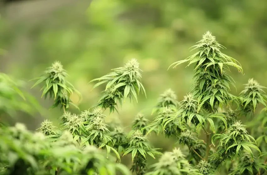  ‘അവർ എല്ലാ വഴിയും നോക്കി, ഒന്നും നടന്നില്ല, അവസാനം കഞ്ചാവിലേക്ക്’ യുഎസിൽ കഞ്ചാവ് ഉപയോഗിക്കുന്ന സ്ത്രീകളുടെ എണ്ണത്തിൽ ഞെട്ടിക്കുന്ന വർധനയെന്ന് സിഎൻഎൻ റിപ്പോർട്ട്