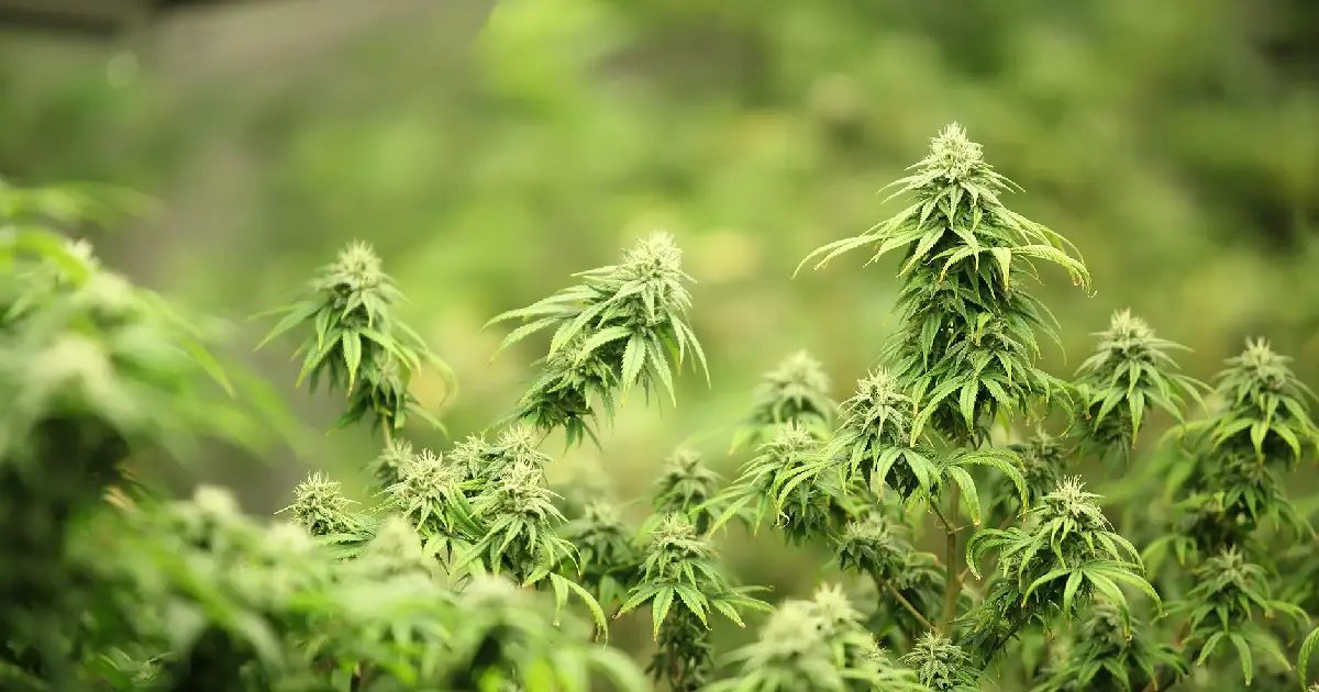 'അവർ എല്ലാ വഴിയും നോക്കി, ഒന്നും നടന്നില്ല, അവസാനം കഞ്ചാവിലേക്ക്' യുഎസിൽ കഞ്ചാവ് ഉപയോഗിക്കുന്ന സ്ത്രീകളുടെ എണ്ണത്തിൽ ഞെട്ടിക്കുന്ന വർധനയെന്ന് സിഎൻഎൻ റിപ്പോർട്ട്