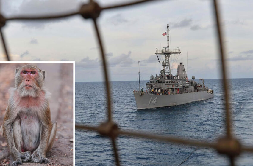  ഹോർമുസിൽ മൈൻ നീക്കം ചെയ്യാനിറങ്ങിയ യുഎസ് സൈനികന് കുരങ്ങിന്റെ കടിയേറ്റു; വൈറസ് ബാധ ഭീതിയിൽ സൈന്യം