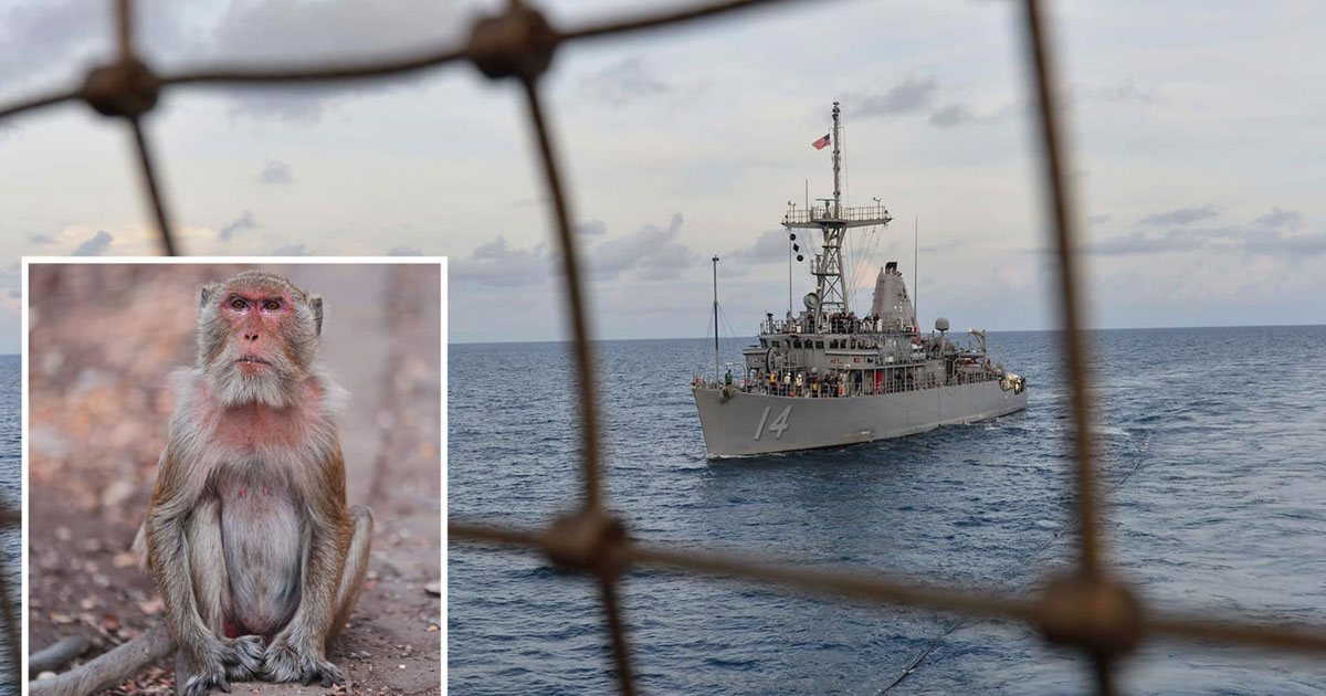 ഹോർമുസിൽ മൈൻ നീക്കം ചെയ്യാനിറങ്ങിയ യുഎസ് സൈനികന് കുരങ്ങിന്റെ കടിയേറ്റു; വൈറസ് ബാധ ഭീതിയിൽ സൈന്യം | US Sailor Attacked by Monkey During Hormuz Minesweeping Mission; Moved to Japan Base