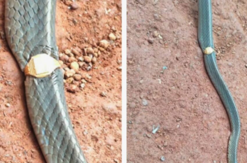  കാസർകോട് മേശവലിപ്പിൽ ‘സ്വർണ മോതിരമിട്ട’ ചേര; പാമ്പിനെ പുറത്തെടുത്ത് മോതിരം മുറിച്ചുമാറ്റി