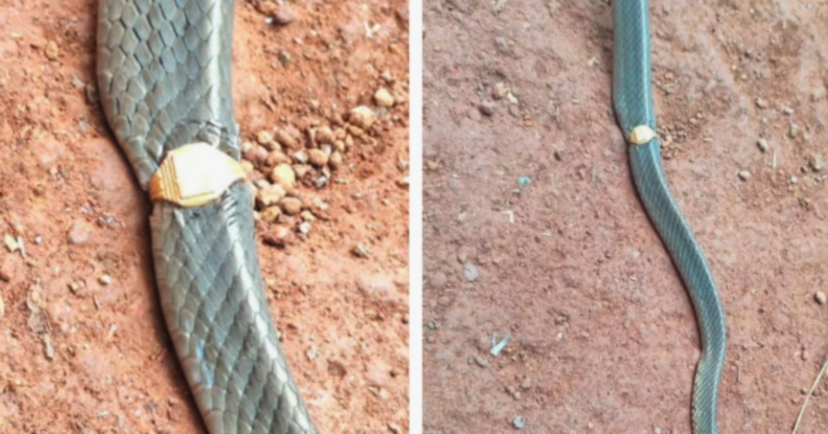 കാസർകോട് മേശവലിപ്പിൽ 'സ്വർണ മോതിരമിട്ട' ചേര; പാമ്പിനെ പുറത്തെടുത്തു