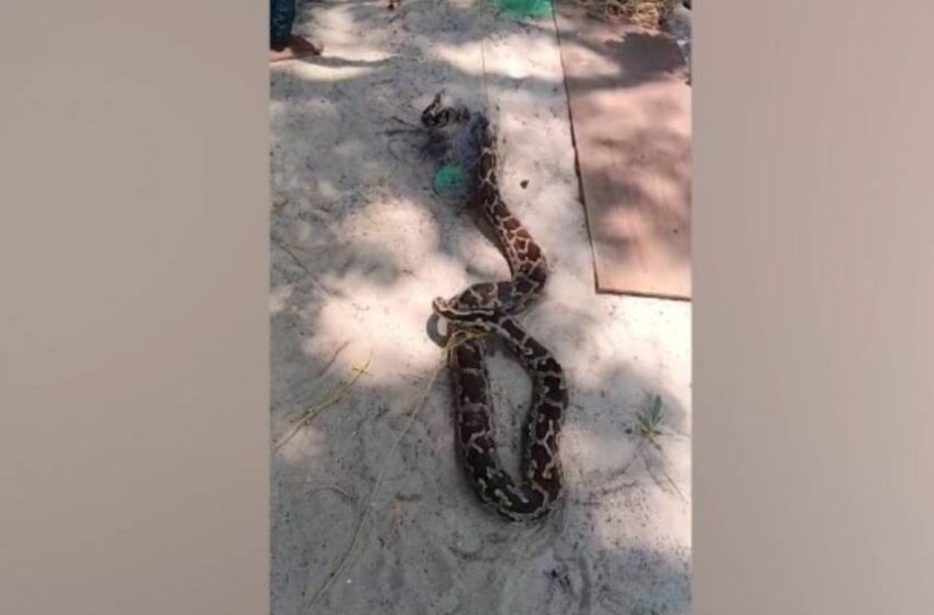  ‘വലയിലും പാമ്പ്’; ആലപ്പുഴയിൽ കുടുങ്ങിയത് 40 കിലോയുടെ വമ്പൻ മലമ്പാമ്പ്