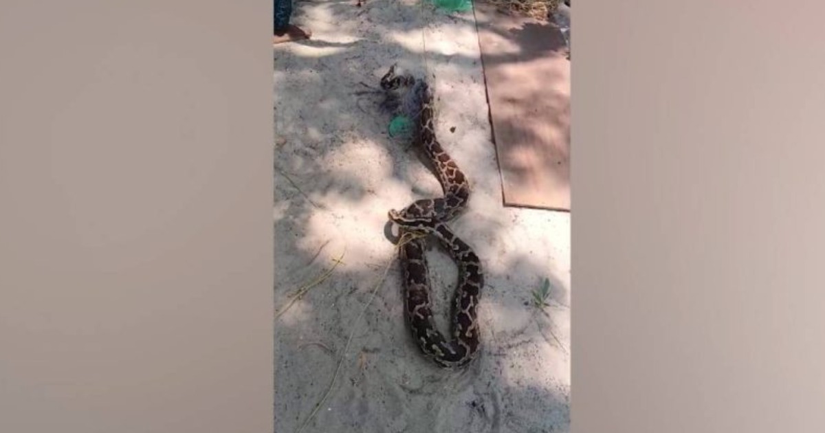 'വലയിലും പാമ്പ്'; ആലപ്പുഴയിൽ കുടുങ്ങിയത് 40 കിലോയുടെ വമ്പൻ മലമ്പാമ്പ്
