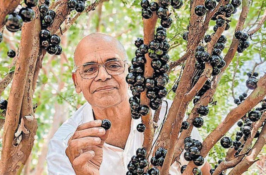  വേണമെങ്കിൽ മരത്തിലും മുന്തിരി കായ്ക്കും; കൗതുകമായി ഷംസുദ്ദീൻ ഹാജിയുടെ ’ബ്രസീലിയൻ ജബോട്ടിക്ക’