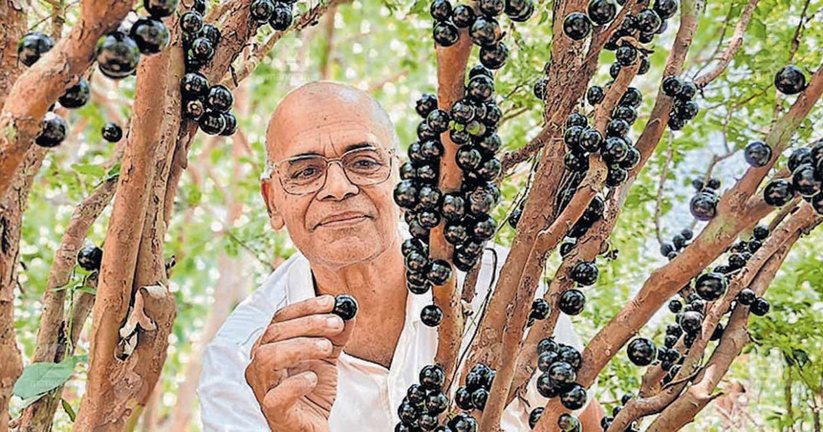 വേണമെങ്കിൽ മരത്തിലും മുന്തിരി കായ്ക്കും; കൗതുകമായി ഷംസുദ്ദീൻ ഹാജിയുടെ ’ബ്രസീലിയൻ ജബോട്ടിക്ക’