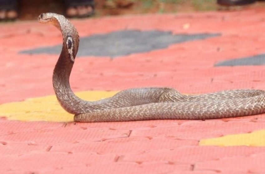  സംസ്ഥാനത്ത് വീണ്ടും പാമ്പുകടിയേറ്റ് മരണം; കണ്ണൂരില്‍ വയോധിക മരിച്ചു
