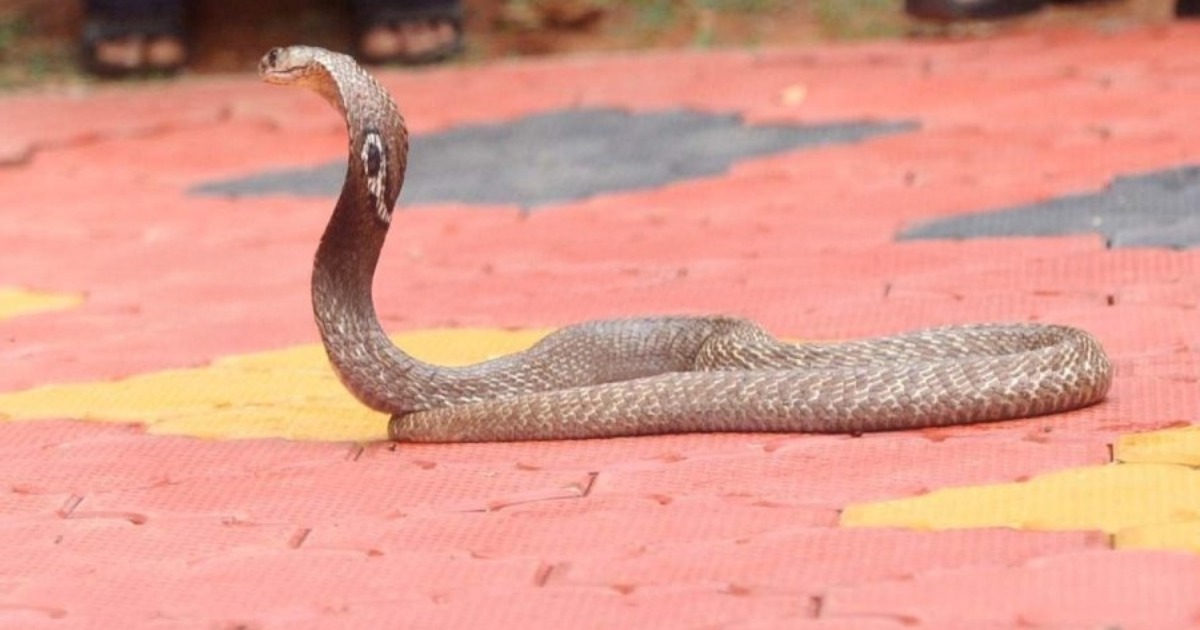  സംസ്ഥാനത്ത് വീണ്ടും പാമ്പുകടിയേറ്റ് മരണം; കണ്ണൂരില്‍ വയോധിക മരിച്ചു