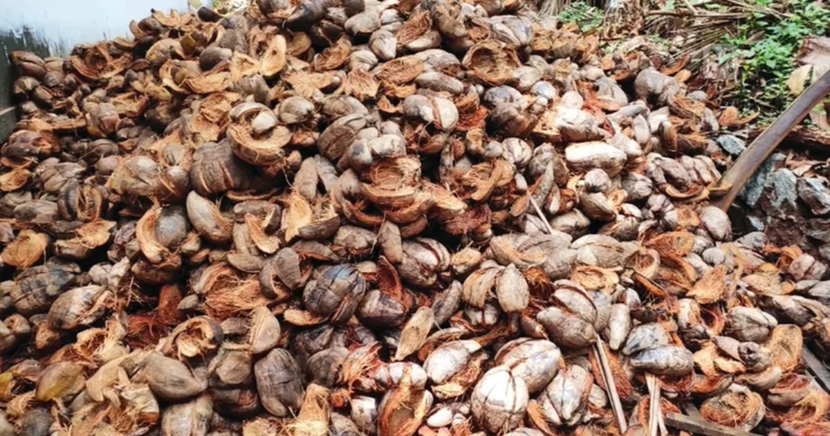 തേങ്ങയെ കടത്തിവെട്ടി ചകിരി; കയറ്റുമതിയിൽ റെക്കോർഡ് കുതിപ്പ്