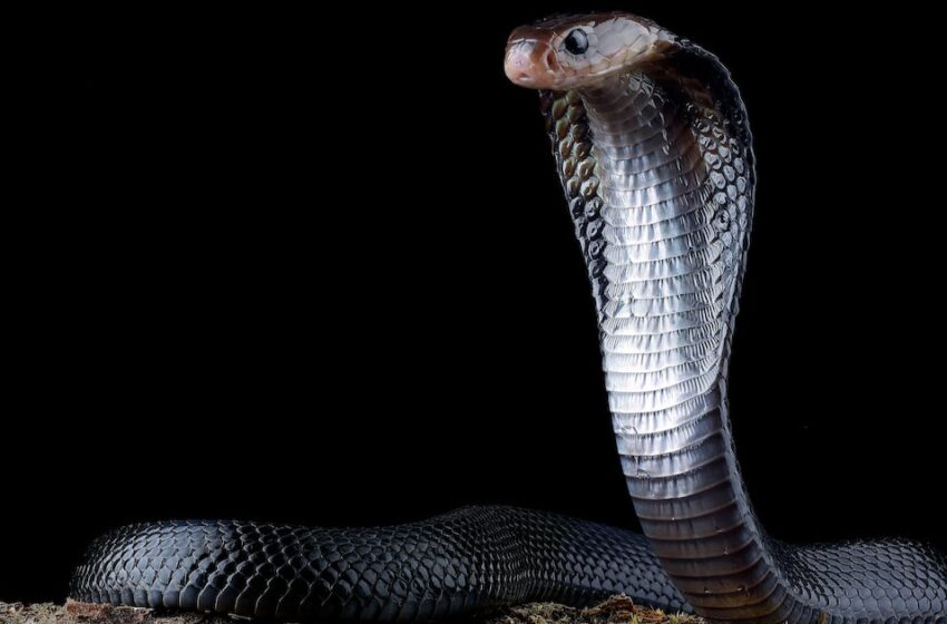  ചൂട് കൂടുന്നു: വീടുകളിൽ പാമ്പുകളെത്തിയേക്കാം; ഈ മുൻകരുതലുകൾ പാലിക്കുക