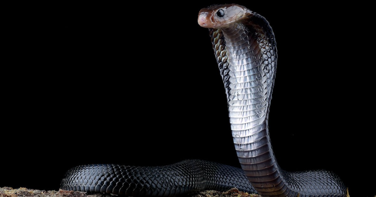 ചൂട് കൂടുന്നു: വീടുകളിൽ പാമ്പുകളെത്തിയേക്കാം; ഈ മുൻകരുതലുകൾ പാലിക്കുക