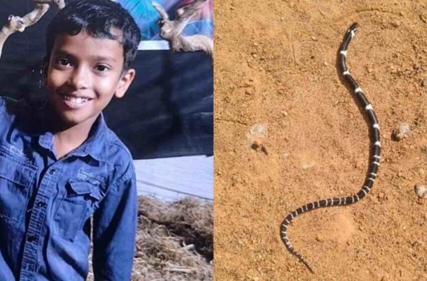  തൃശ്ശൂരിൽ ഉറങ്ങിക്കിടന്ന കുട്ടികൾക്ക് പാമ്പുകടിയേറ്റു; എട്ടു വയസ്സുകാരൻ മരിച്ചു, സഹോദരൻ ഗുരുതരാവസ്ഥയിൽ